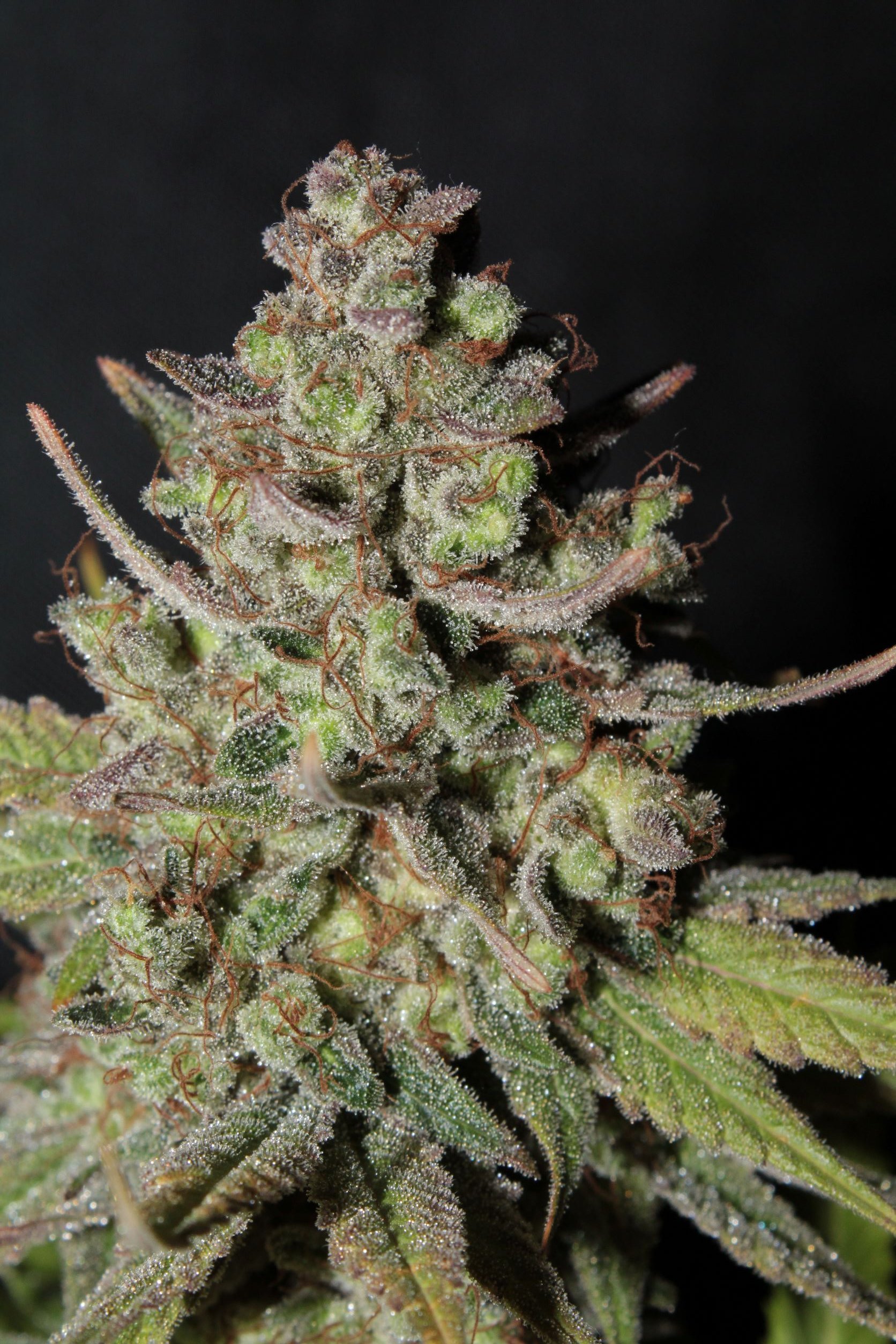 kosher kush 3 75 days top close2.JPG