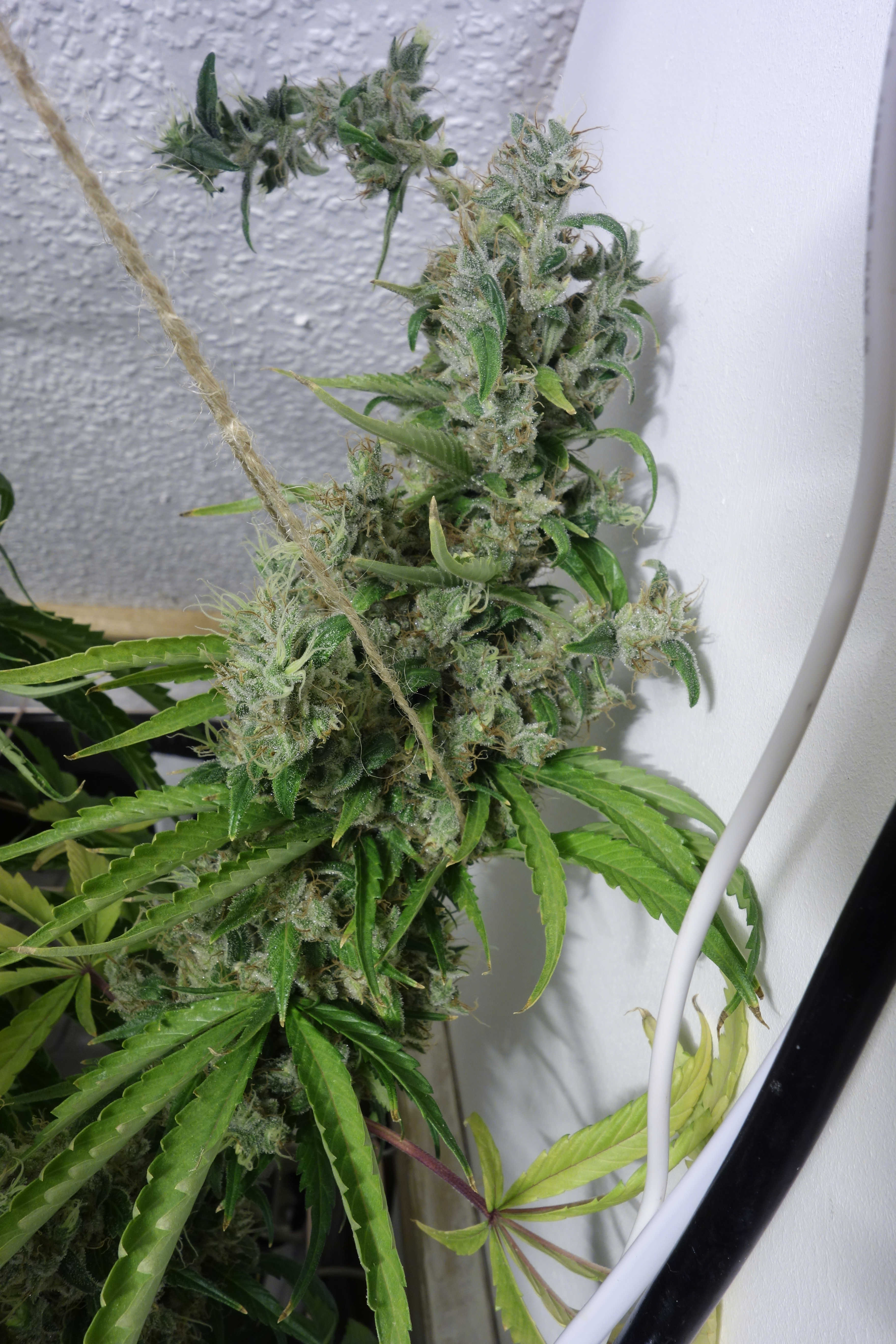 Laughing-Buddha-F2-Pheno2-A.JPG