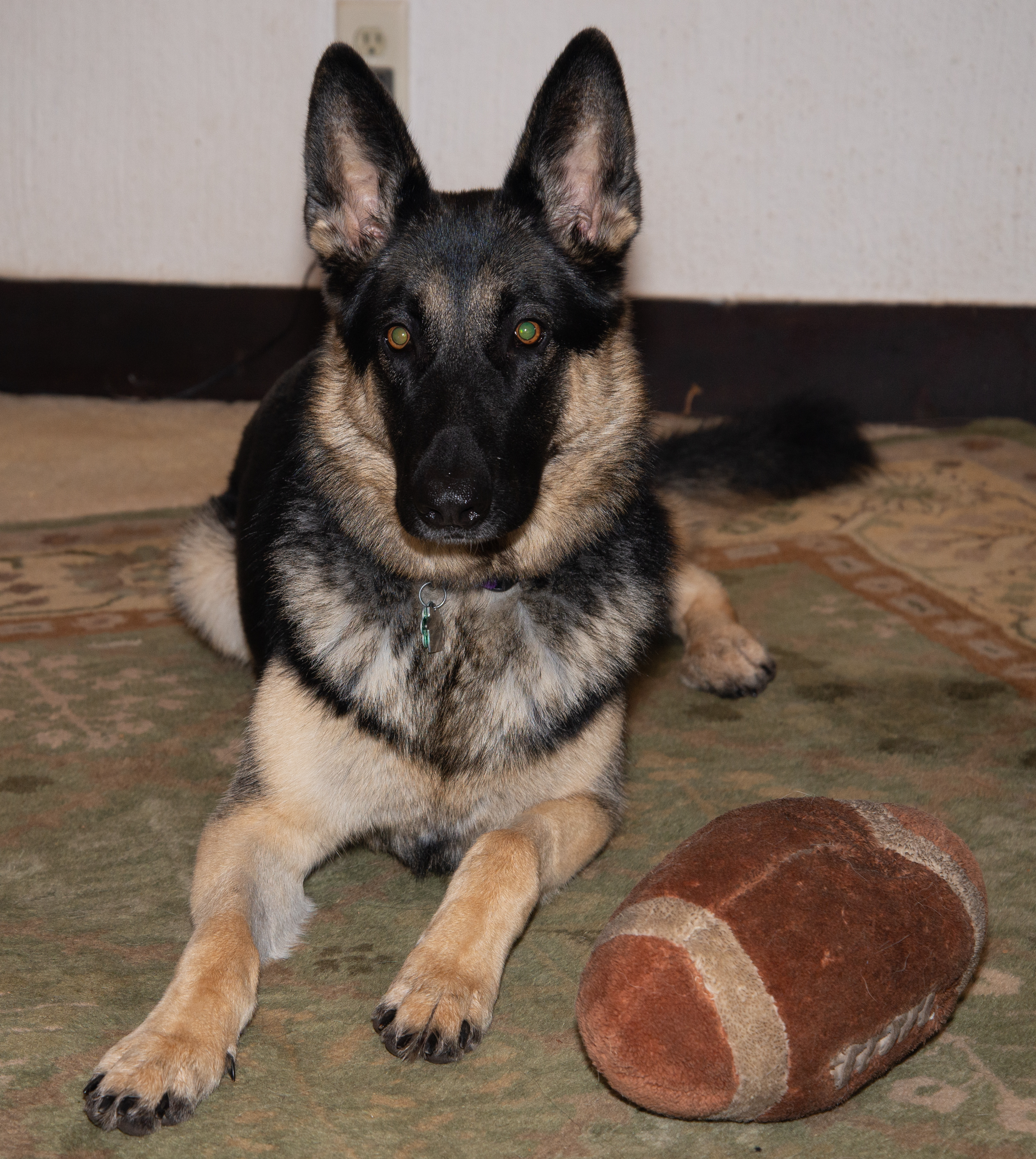 Layla with ball 4.jpg