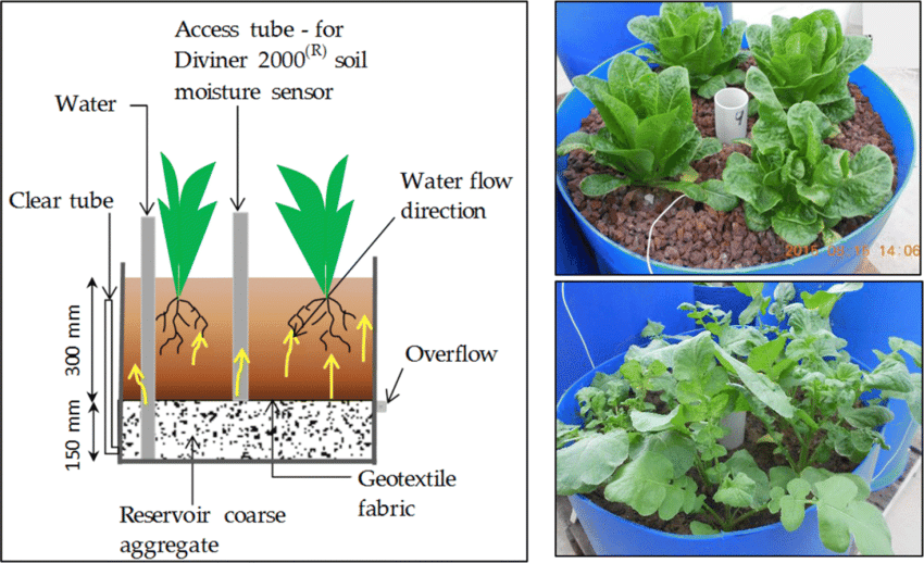 Layout-of-the-trial-wicking-bed-left-photographs-of-plants-growing-inside-the.png