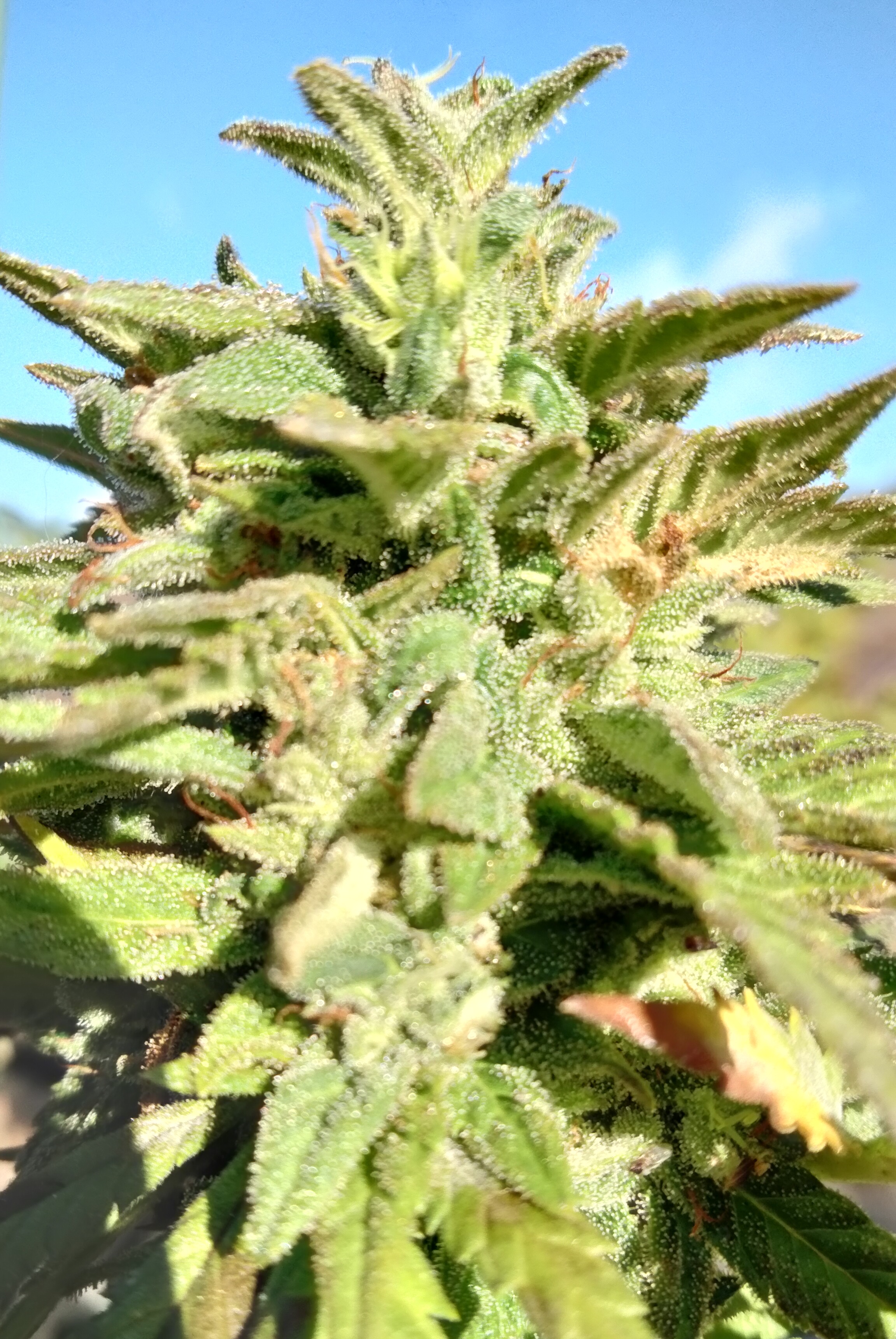 Lemon G bud 3.jpg