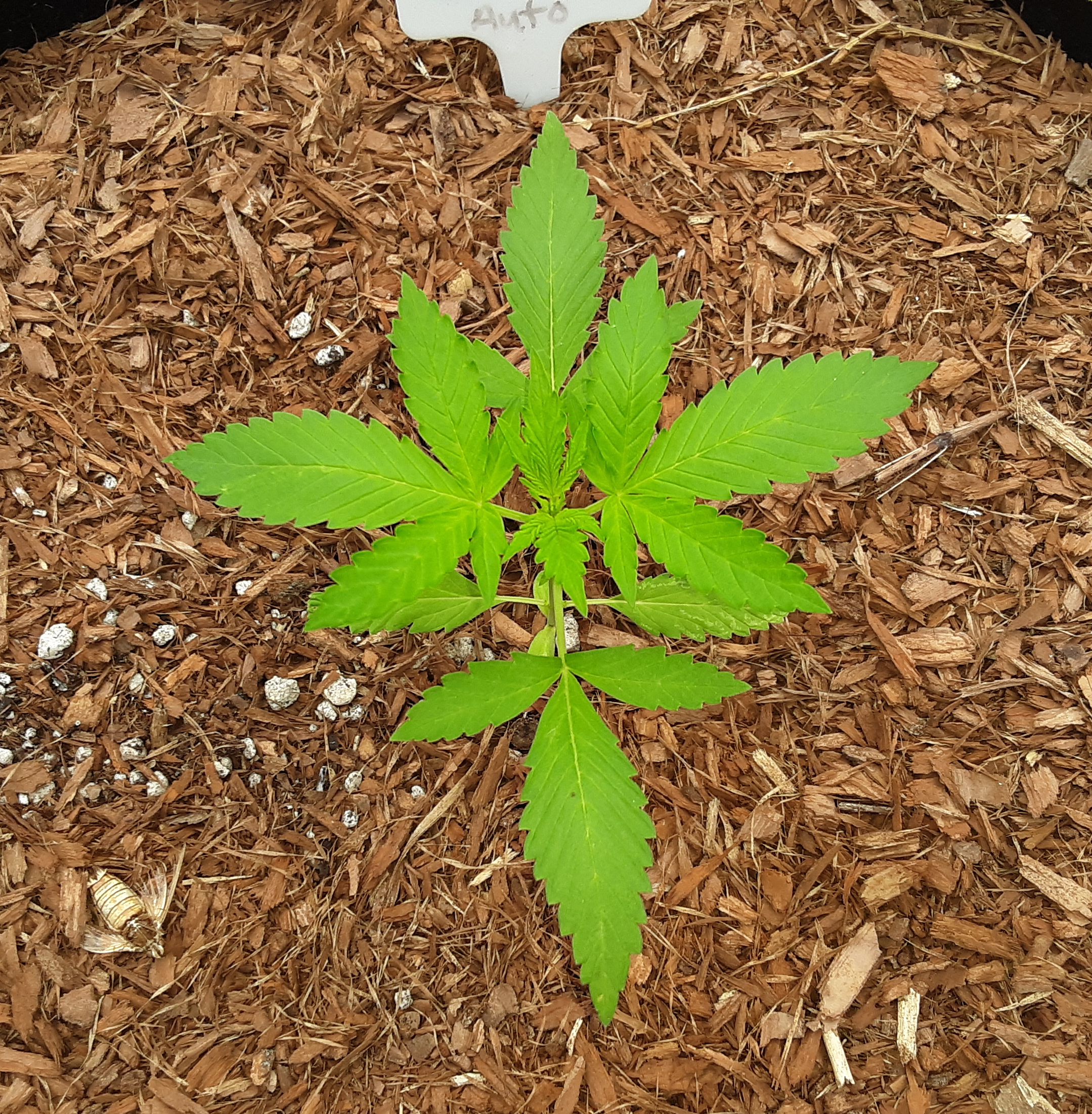 Lemon Skunk Auto Flower Day16.jpg