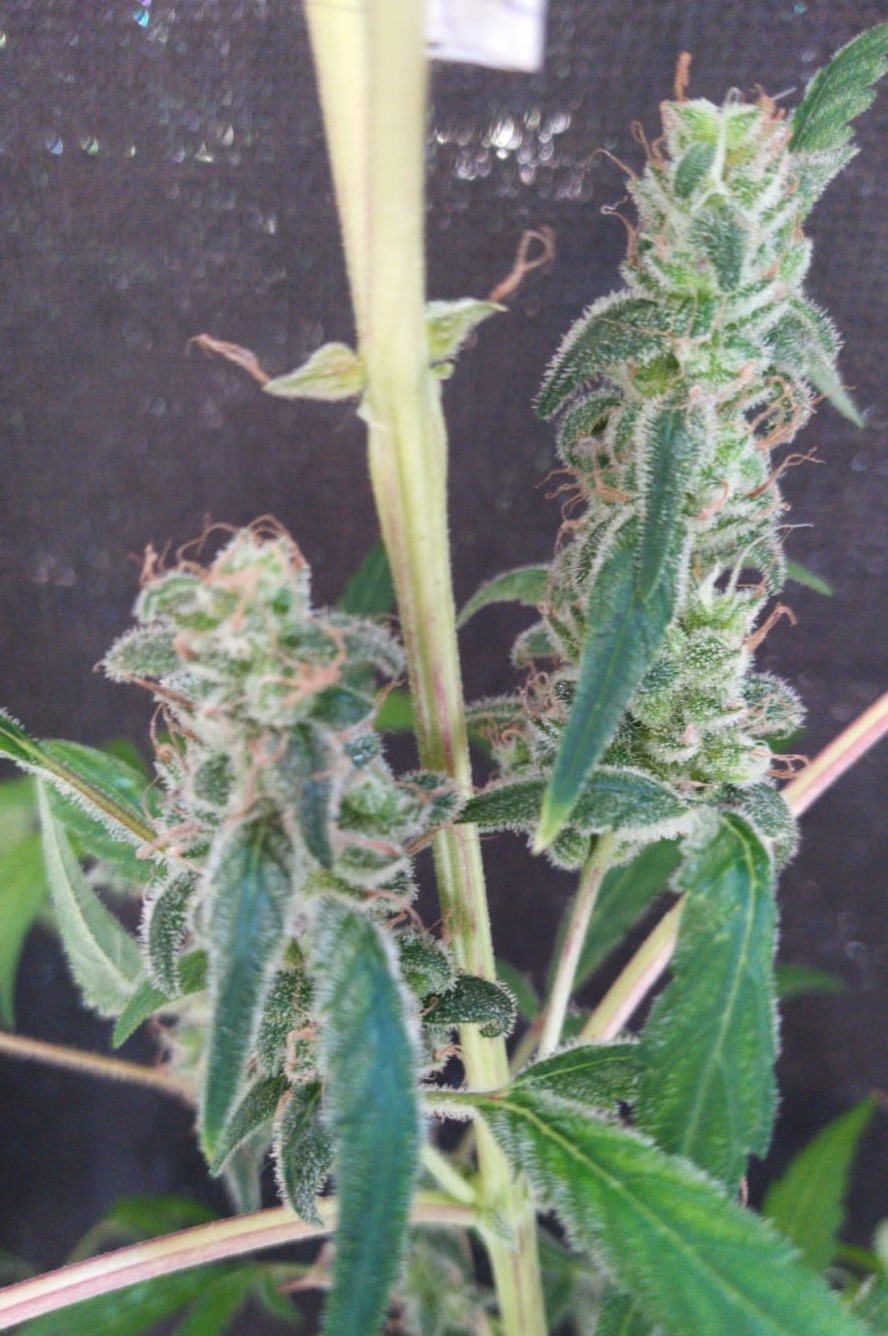 Lemon thai 1 lower buds.jpeg