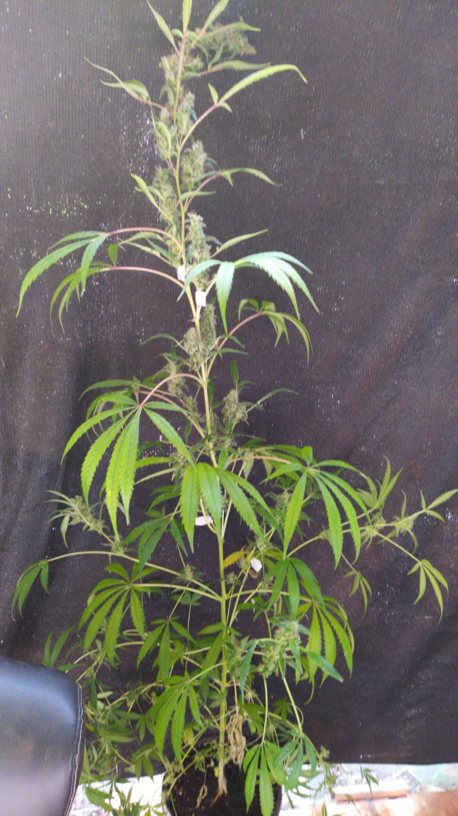 Lemon thai sativa full view.jpeg