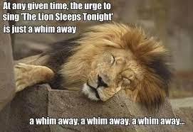 lion sleeps.jpg