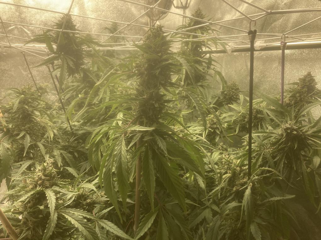 lots of big buds to harvest saturday or monday.jpeg