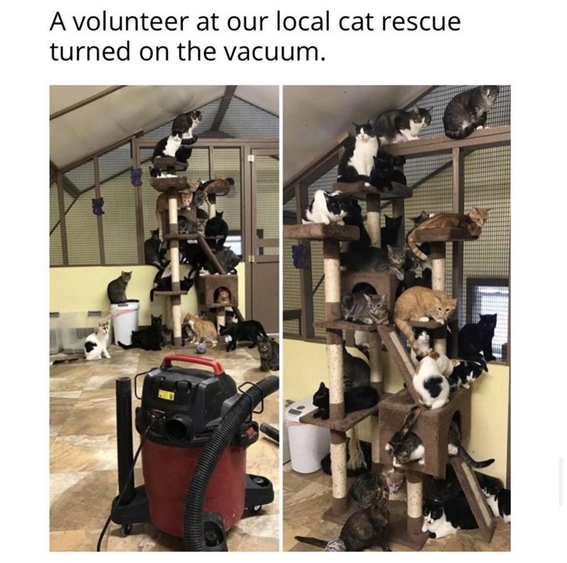 luggage-bags-volunteer-at-our-local-cat-rescue-turned-on-vacuum.jpeg