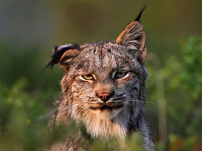 Lynx.jpg