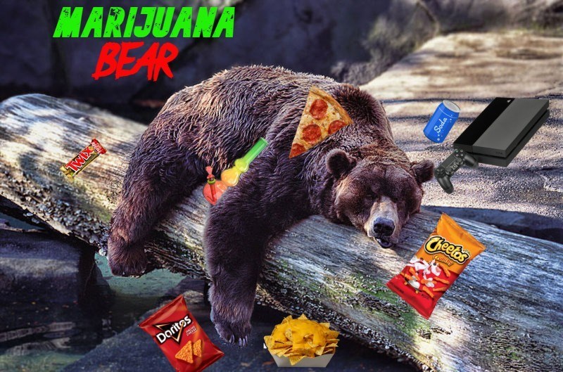 marijuana-bear-twix-doritos-cheetos-soda.jpeg