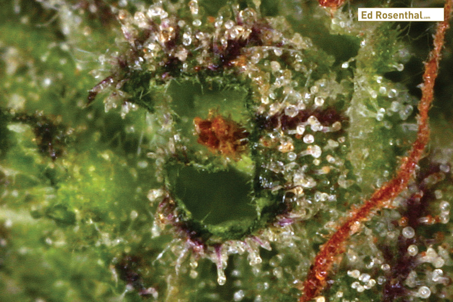 mature-cannabis-trichomes_2_ed_rosenthal.jpg