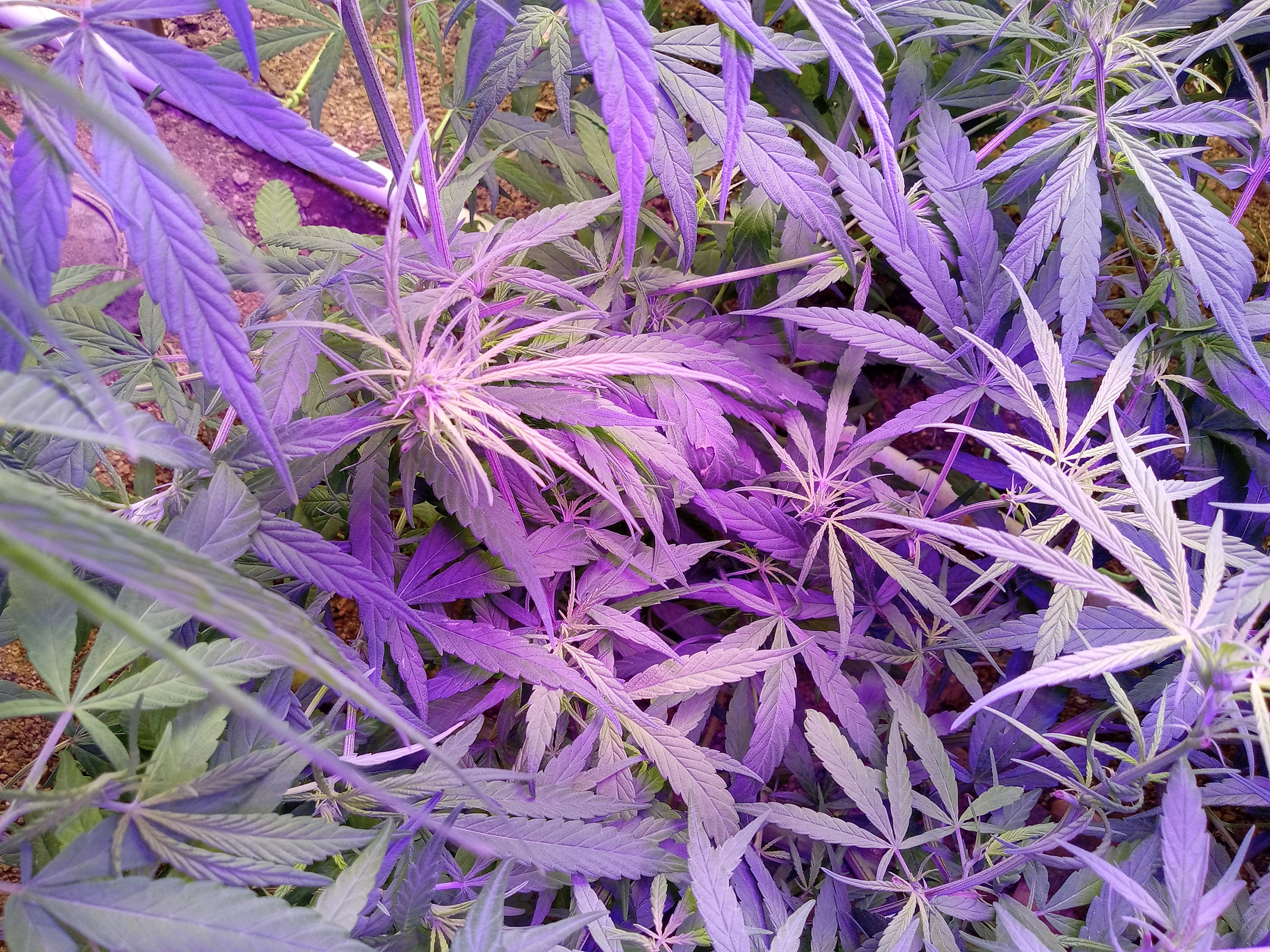 Meao Thai flower 9 weeks.jpg