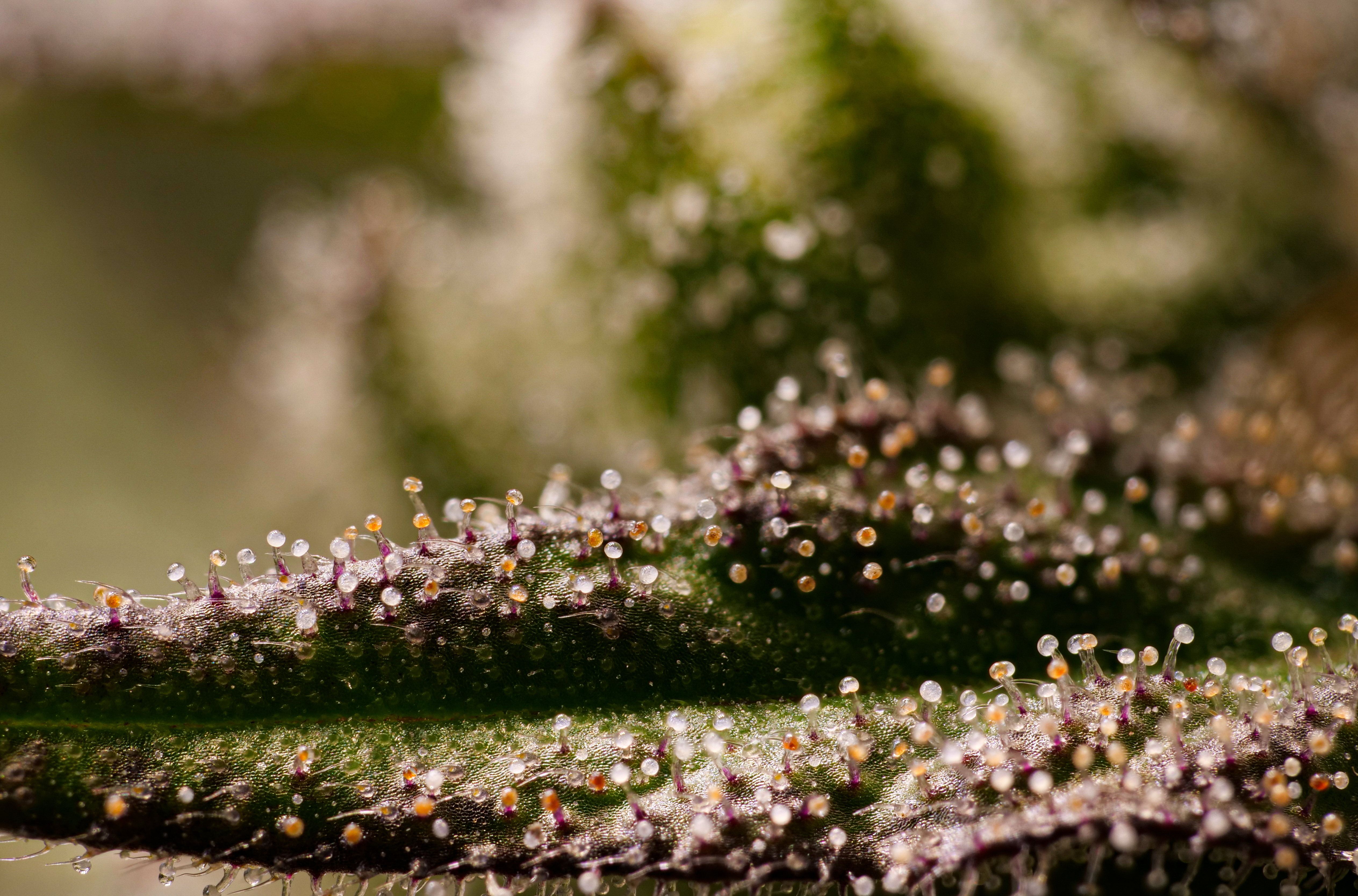 mimosa blatt 1.jpg