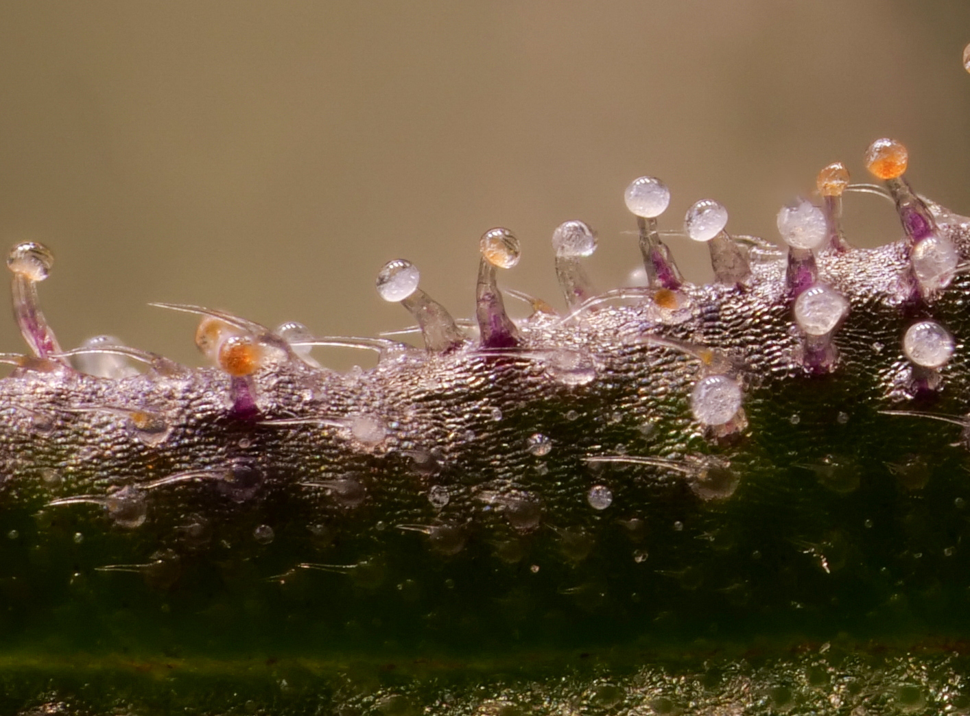 mimosa blatt 2.jpg
