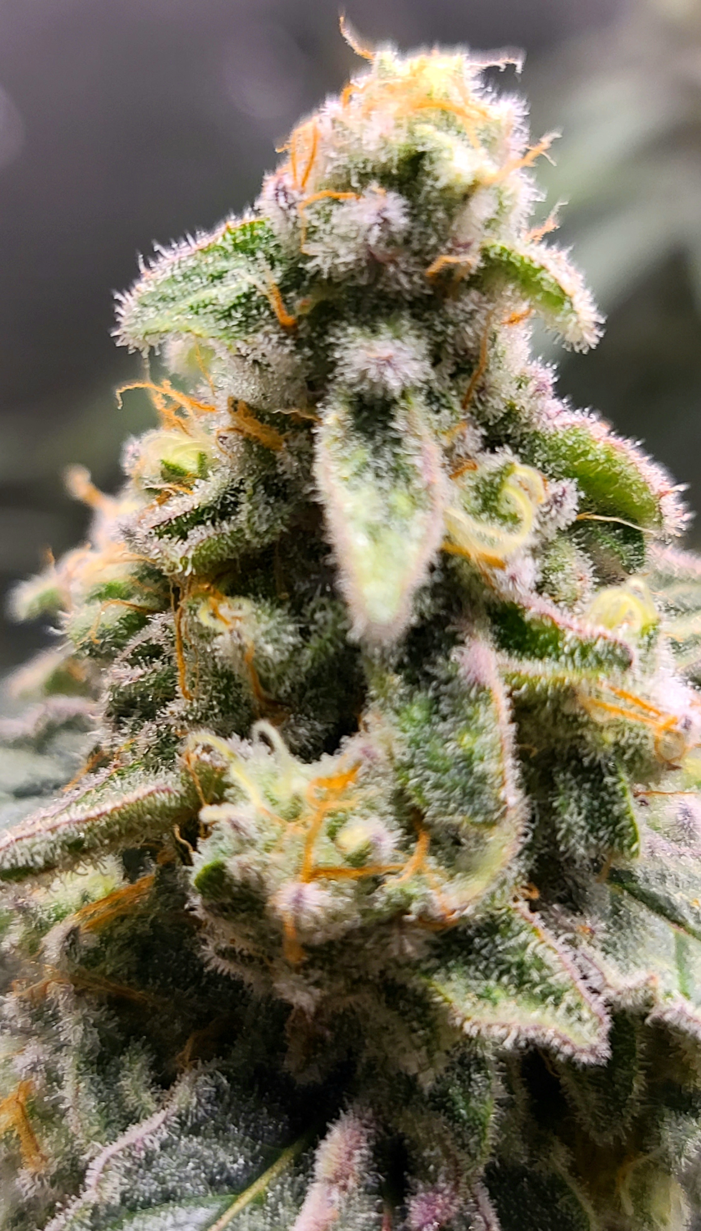 Miracle Alien Cookies #1.jpg