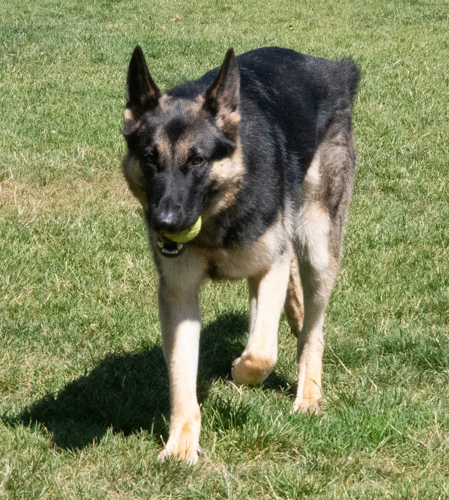 Miss Layla with ball.jpg