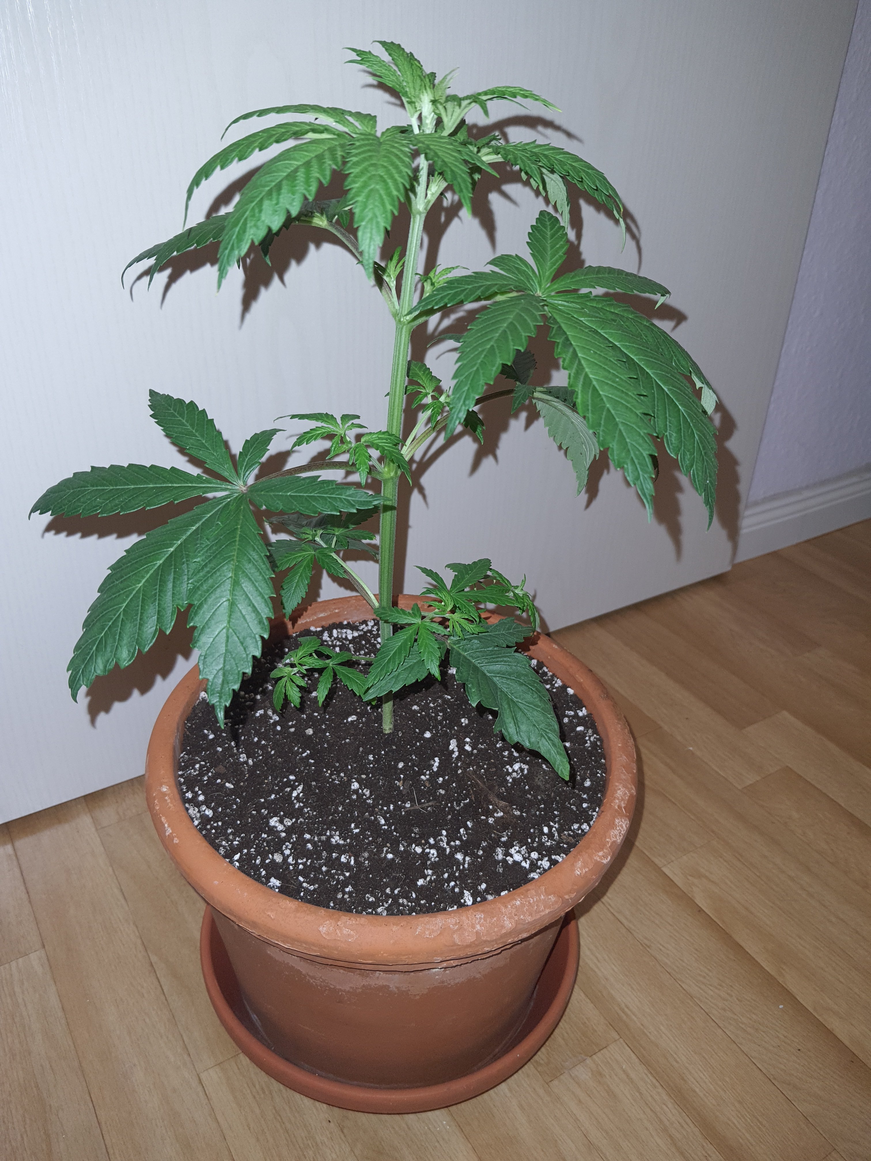 MK_20241210_after-repot.jpg