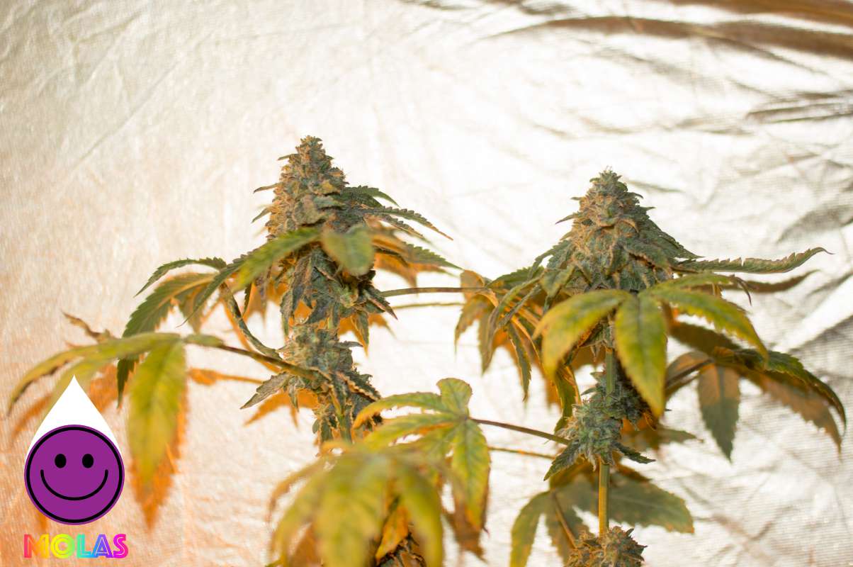 molas gremlingremlin kush doble-0024fire.jpg