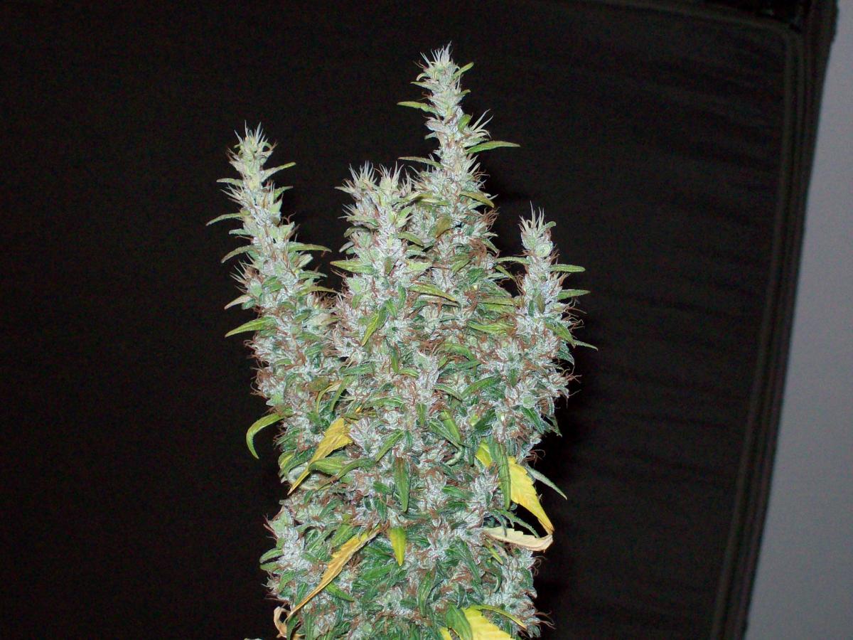 MULANJE X BIG SUR HOLY WEED 005.JPG