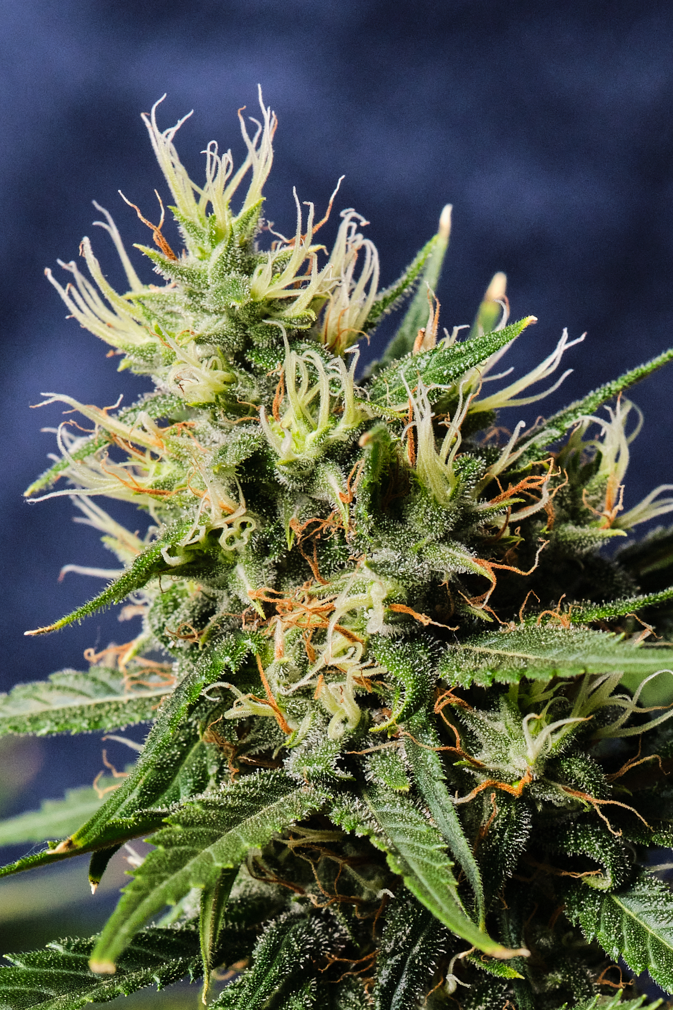 Nepal Jam Ace Seeds Flower 3.jpg