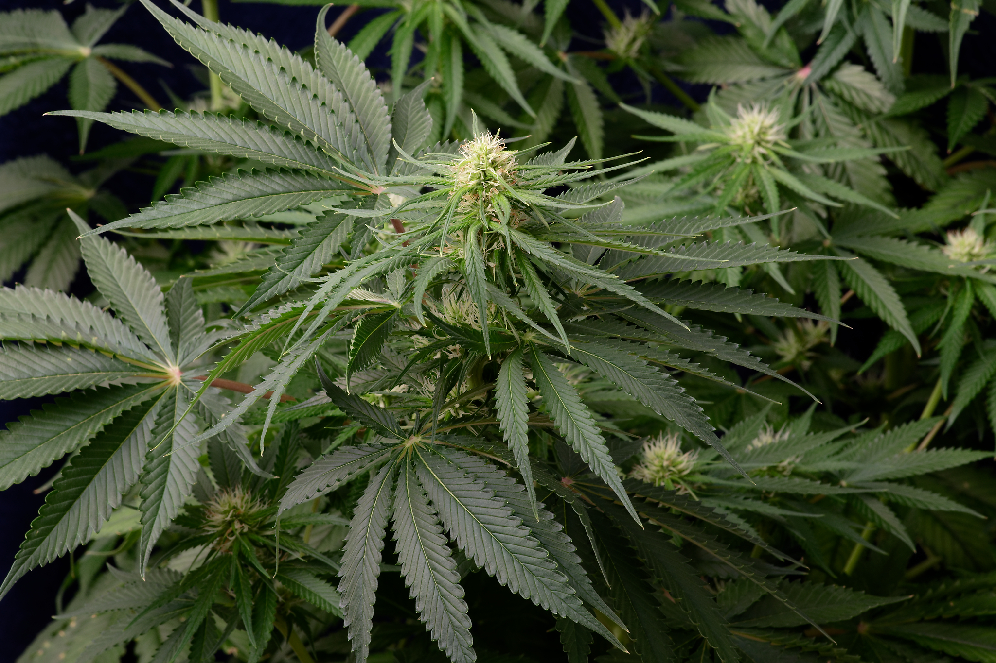 Nepal Jam_Ace Seeds_Early Flower.jpg