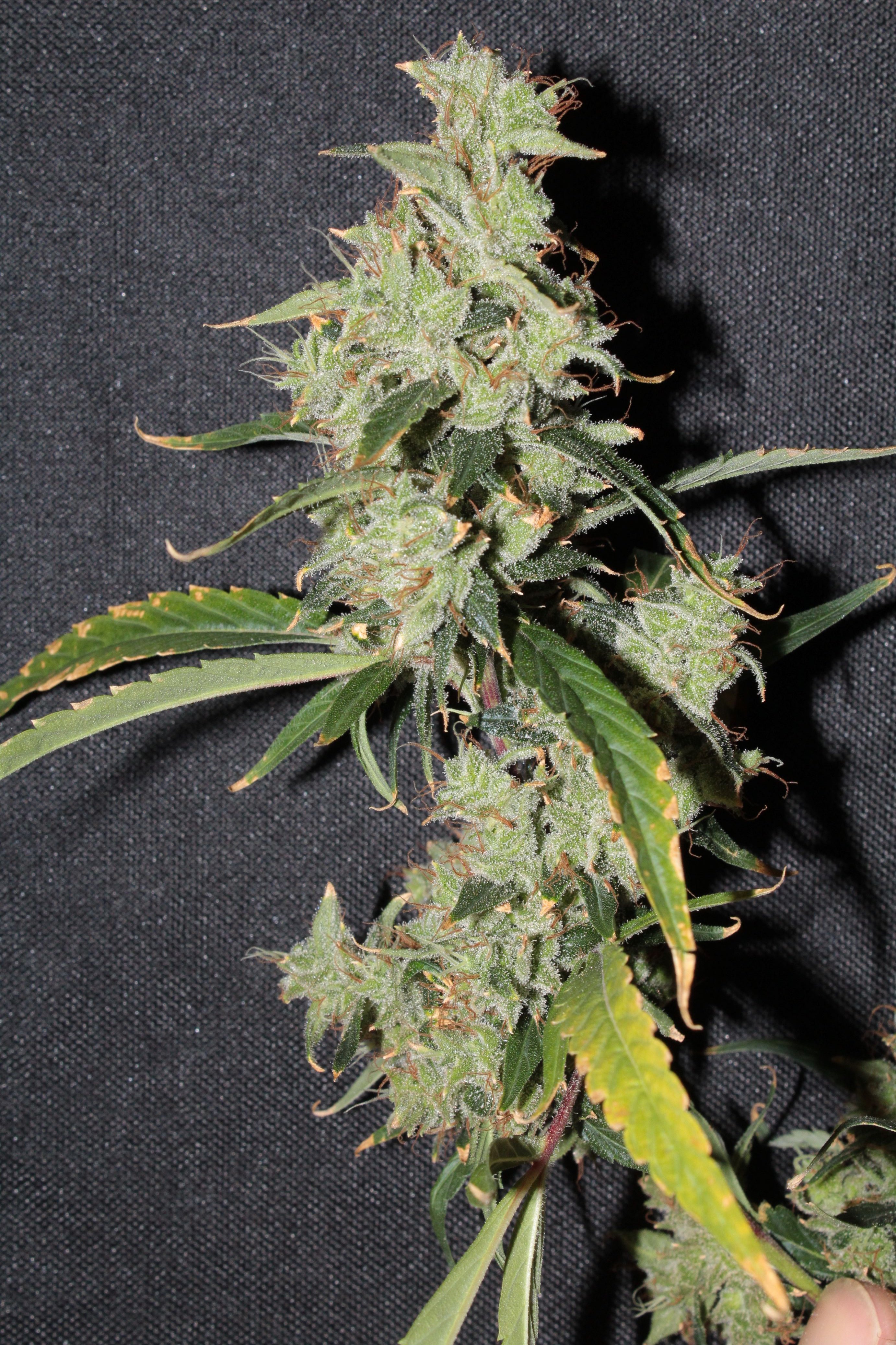 nev haze x malawi4 harvest.JPG