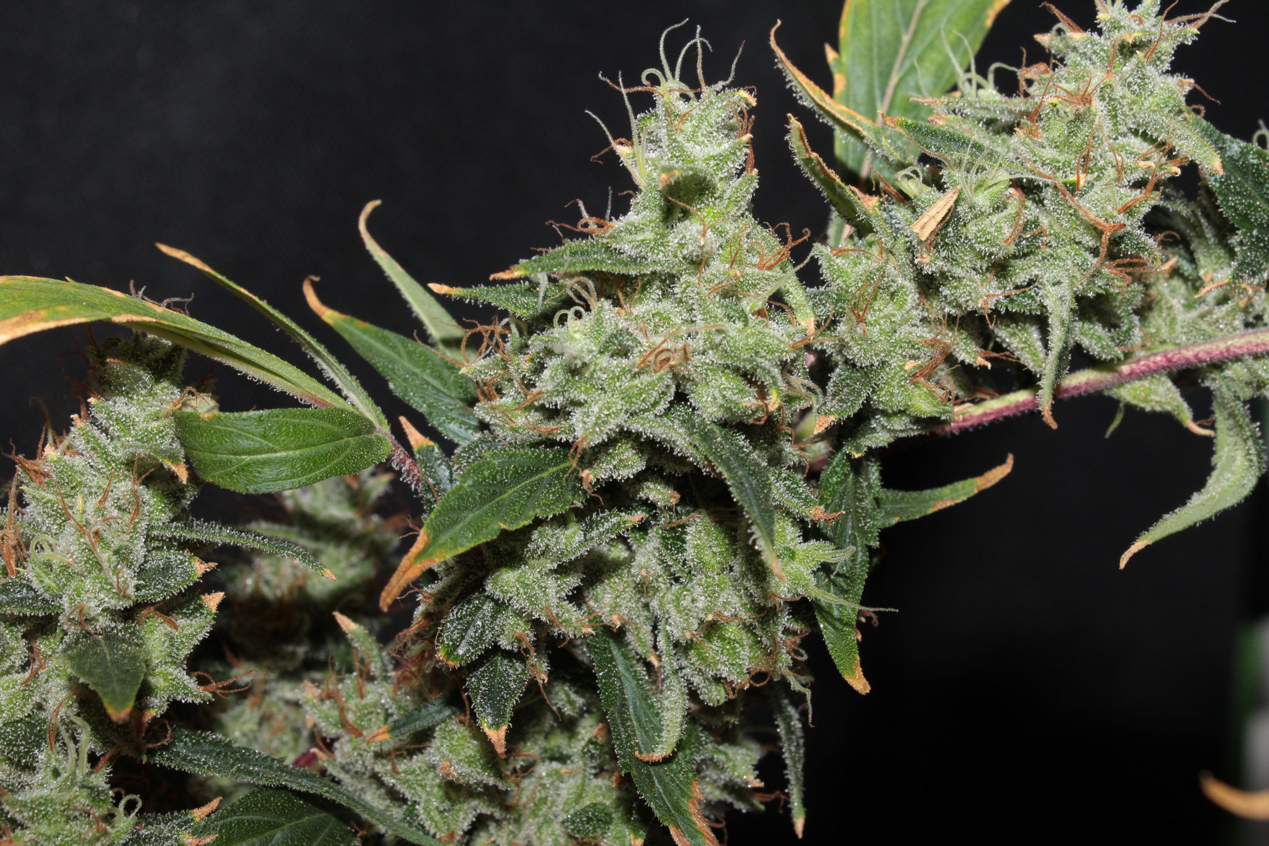 nev haze x malawi4 harvest1.JPG