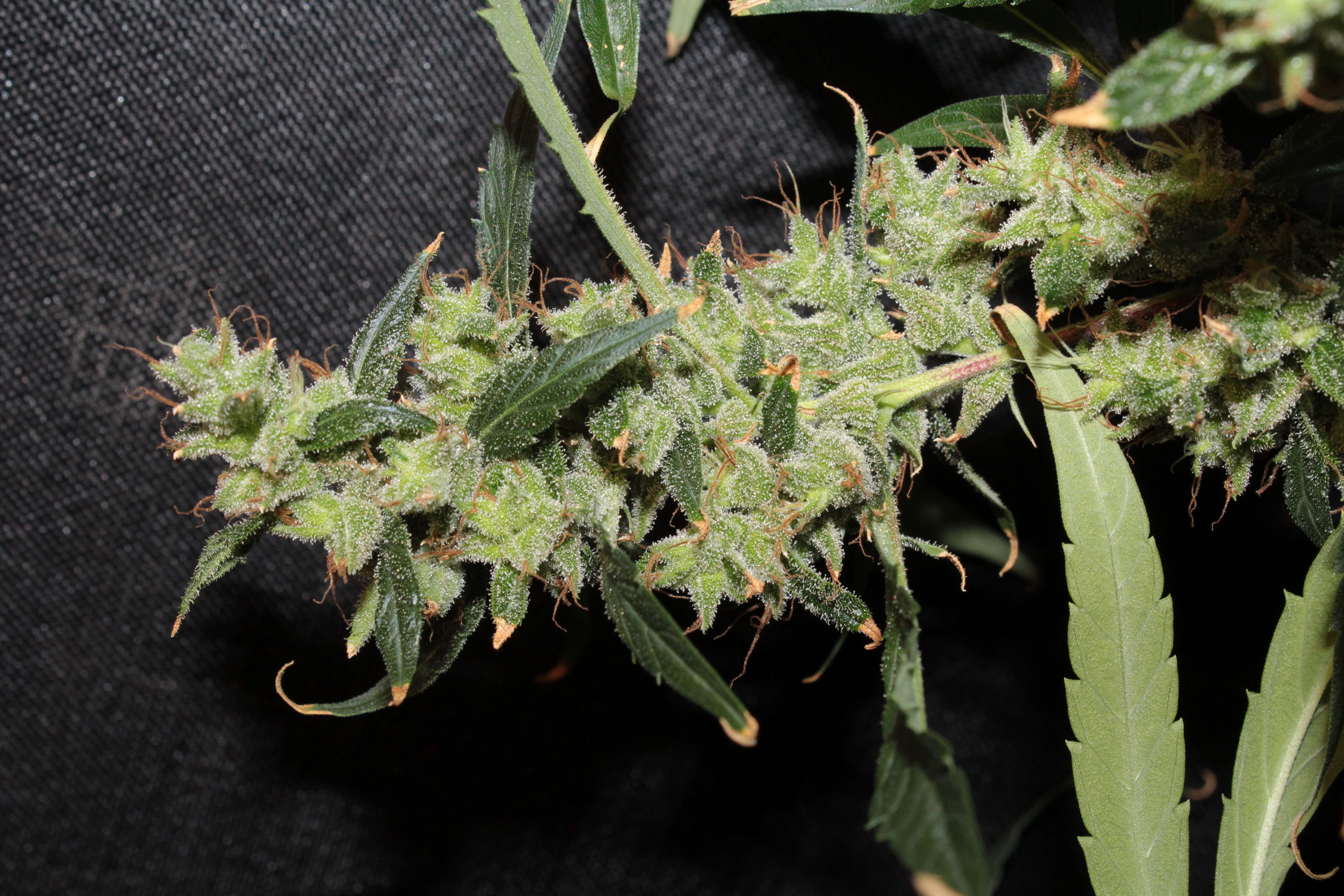 nev haze x malawi4 harvest3.JPG