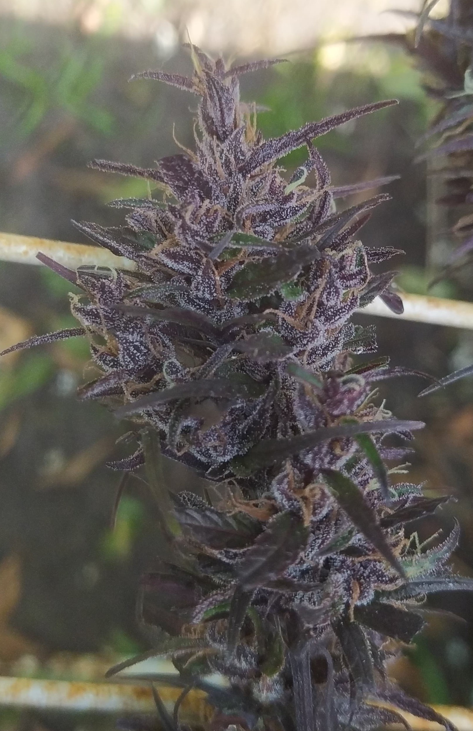 New Congo purple (4).jpeg