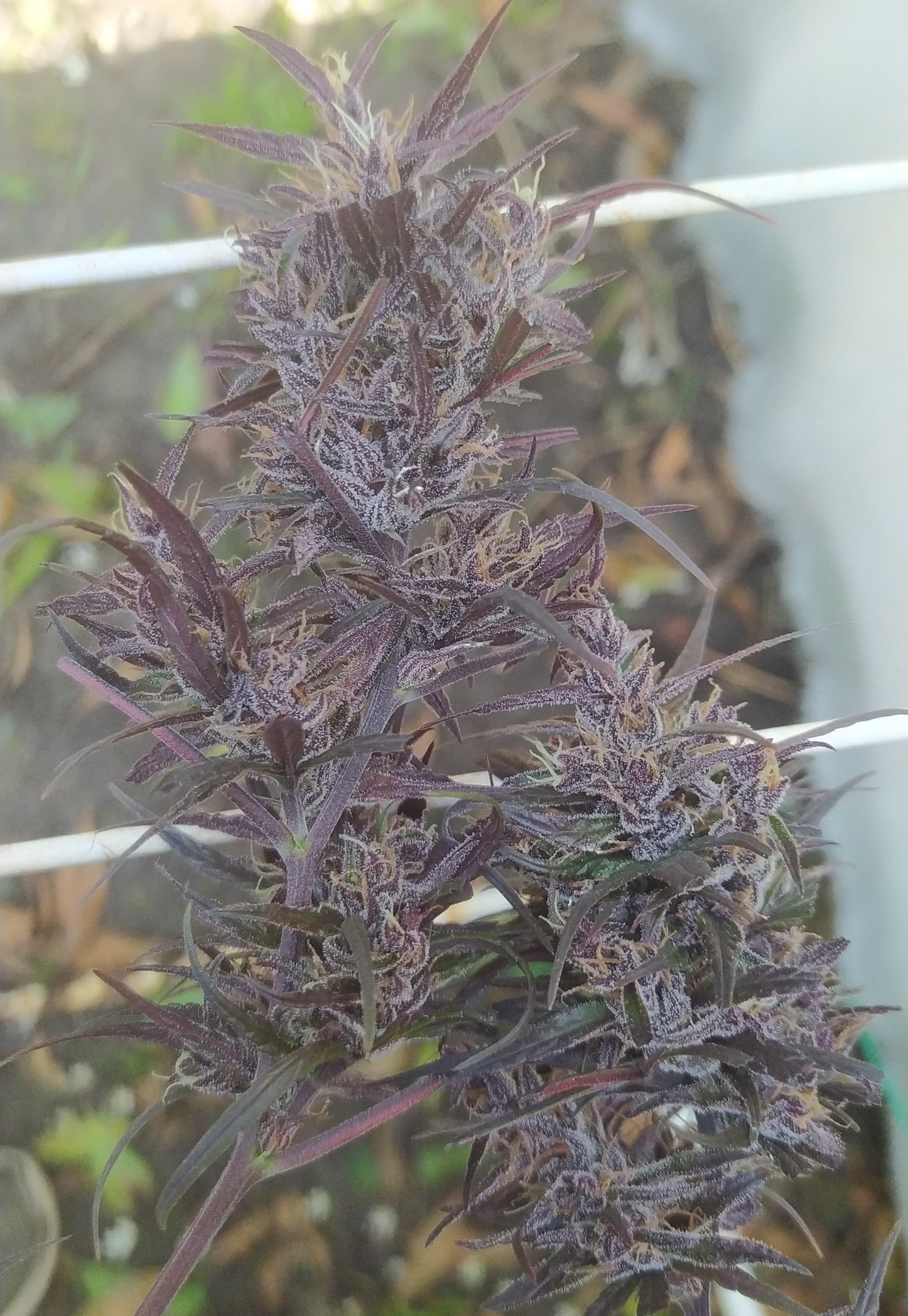 New Congo purple (7).jpeg