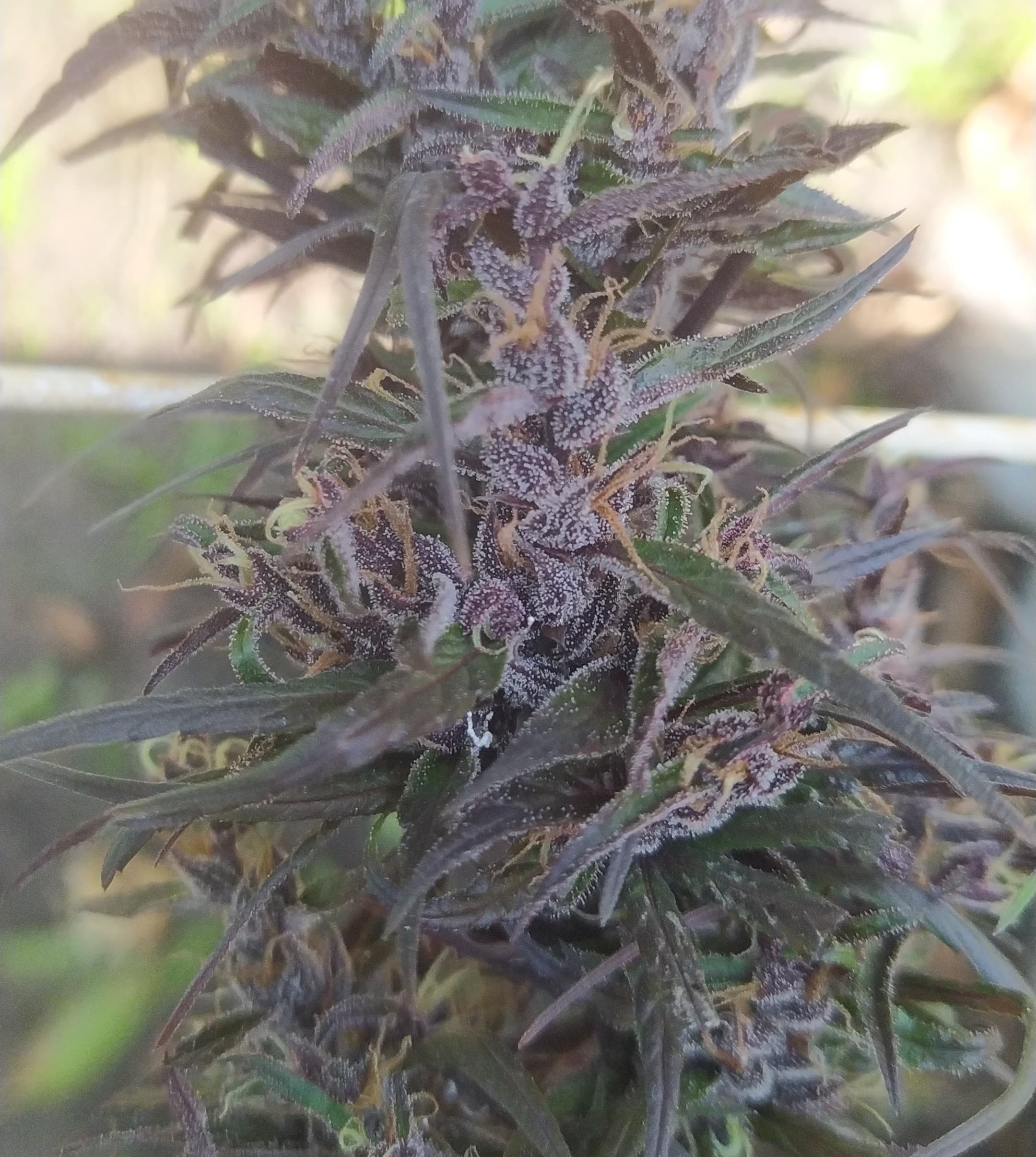 New Congo purple (9).jpeg