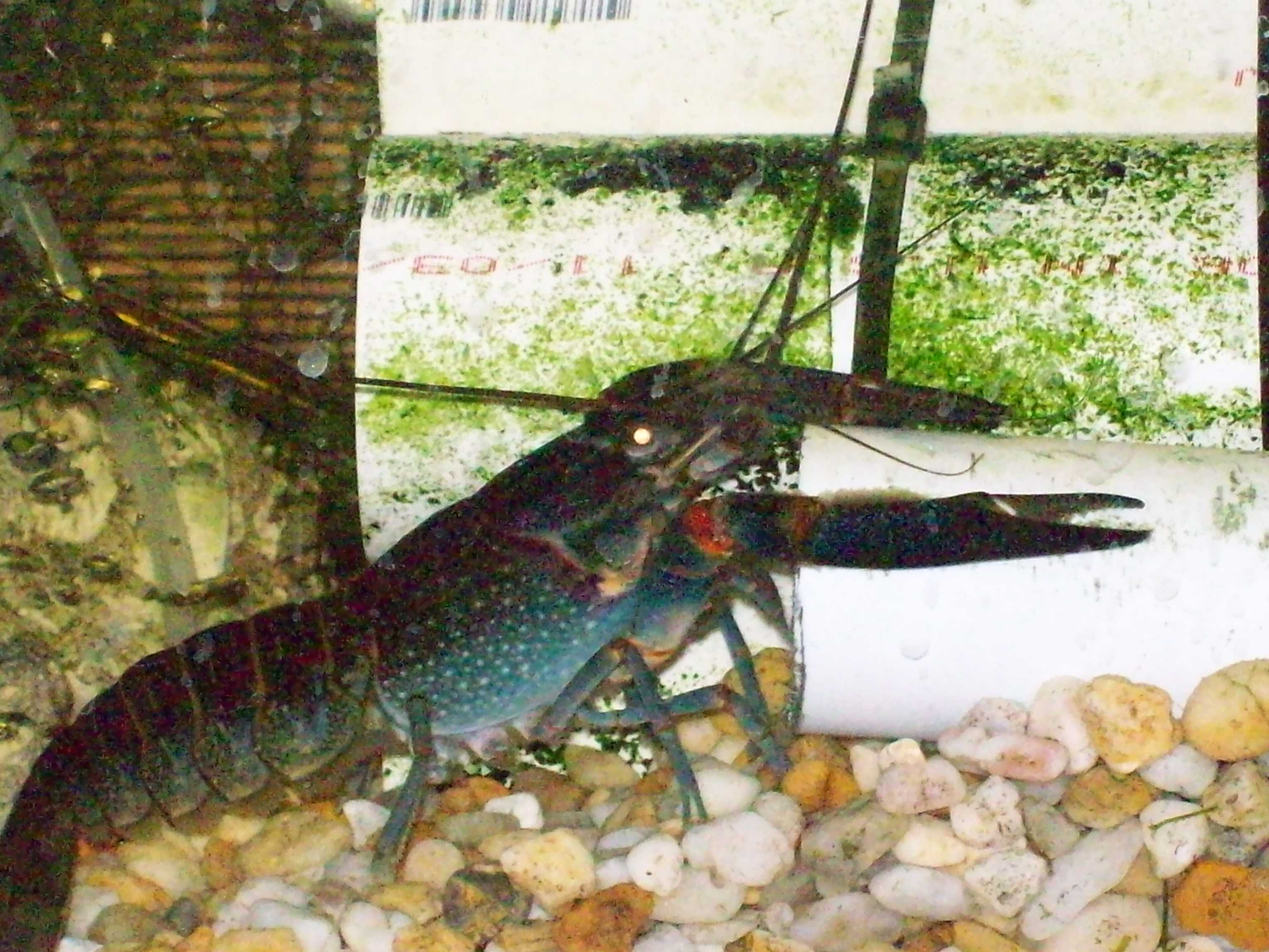 NEW CRAYFISH 2024-04-09 030.JPG