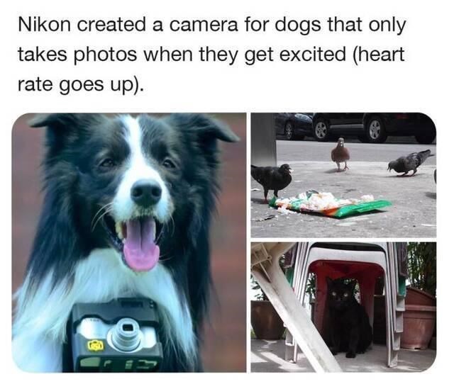 nikon-created-camera-dogs-only-takes-photos-they-get-excited-heart-rate-goes-up.jpeg