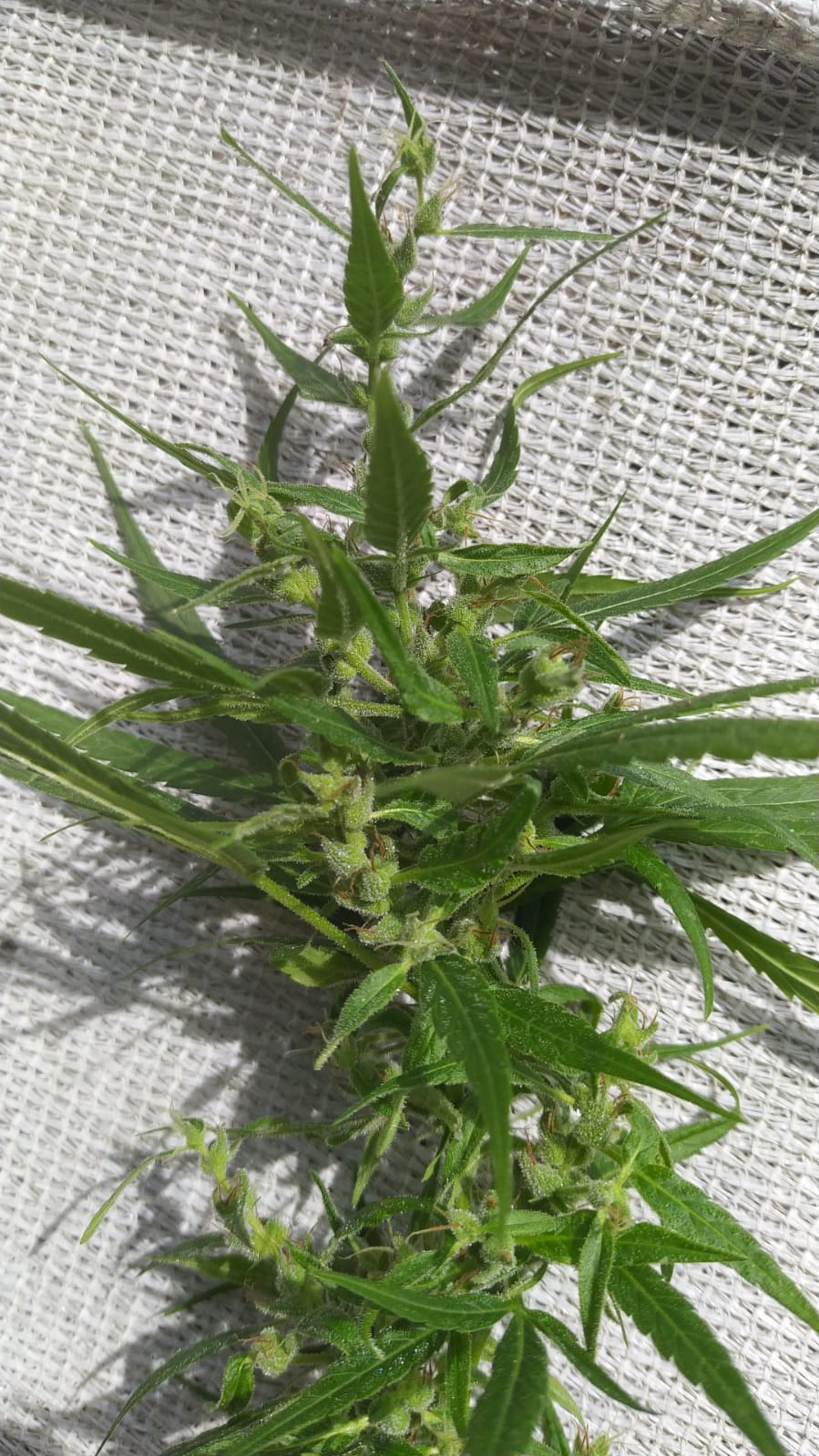 Nl5 x h x ctf5 x seedsman hz (2).jpeg