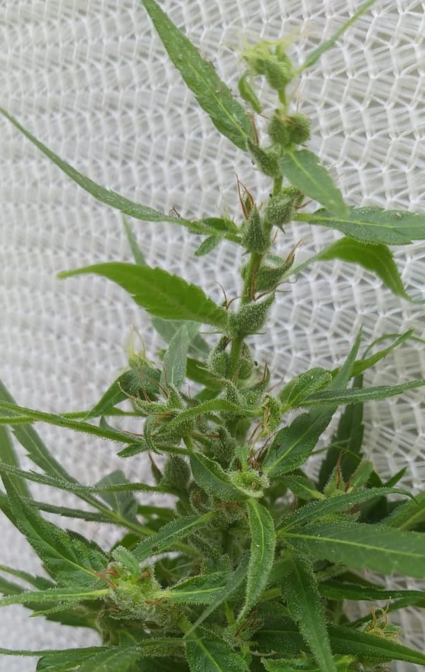 Nl5 x h x ctf5 x seedsman hz (5).jpeg