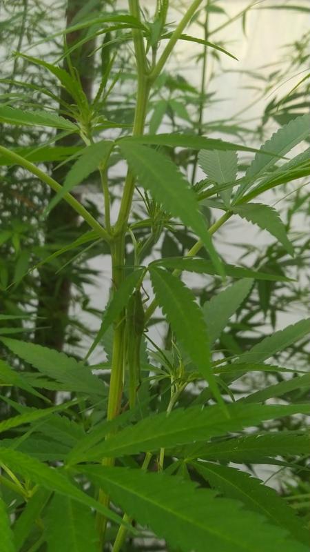 Northern Thai x seedsman hz 2 (4).jpeg