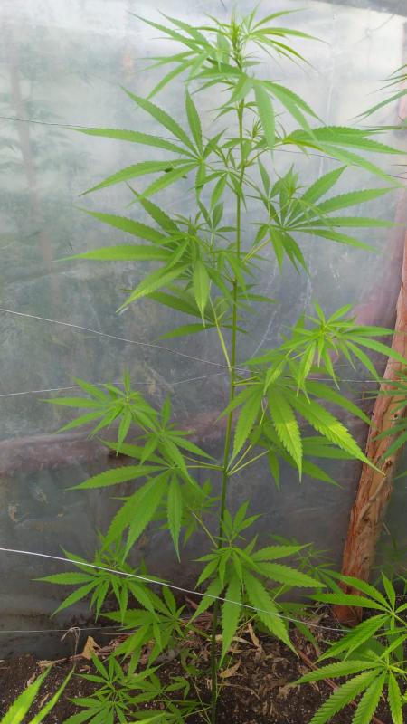 Northern Thai x seedsman hz 2.jpeg