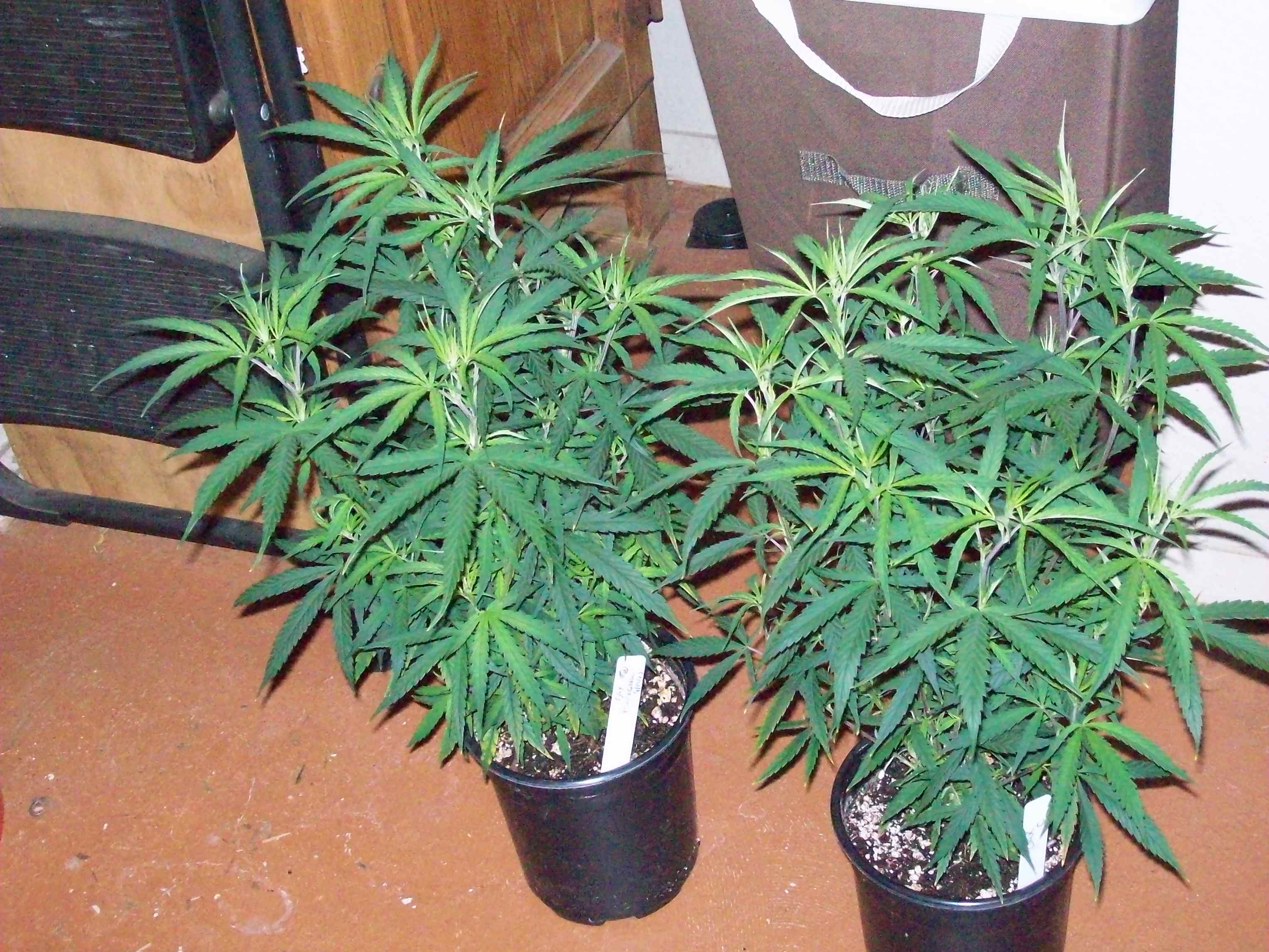 OAXACAN GOLD CLONES 003.JPG