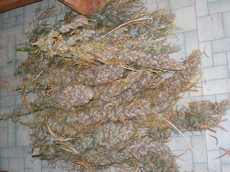 OAXACAN GOLD Orignal green pheno 027.JPG