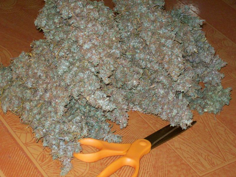 OAXACAN GOLD Orignal green pheno 040.JPG