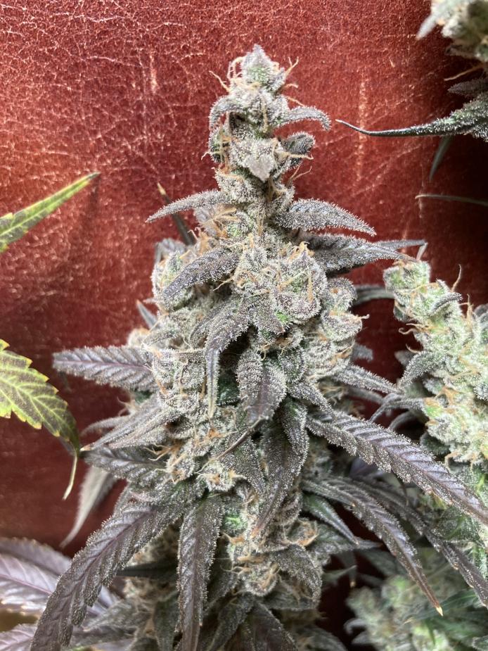 Oaxacan x KC 1 at 64 days harvest.jpeg