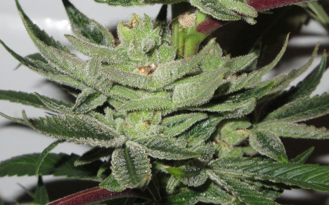 OG Kush #5 feno (2).JPG