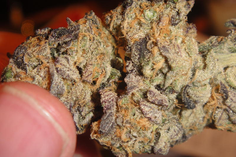 OgKushbreath dry bud shot.jpg