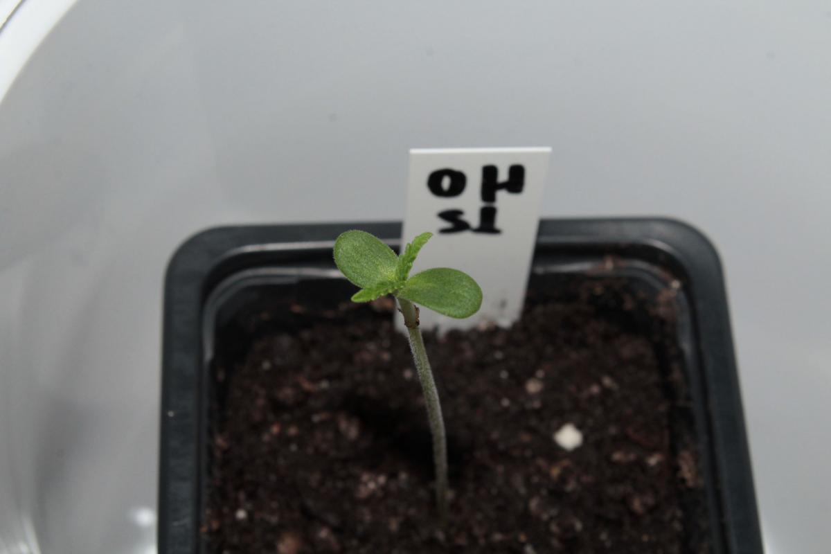 Click image for larger version  Name:	ohaze s1 seedling.JPG Views:	0 Size:	42.9 KB ID:	18039802