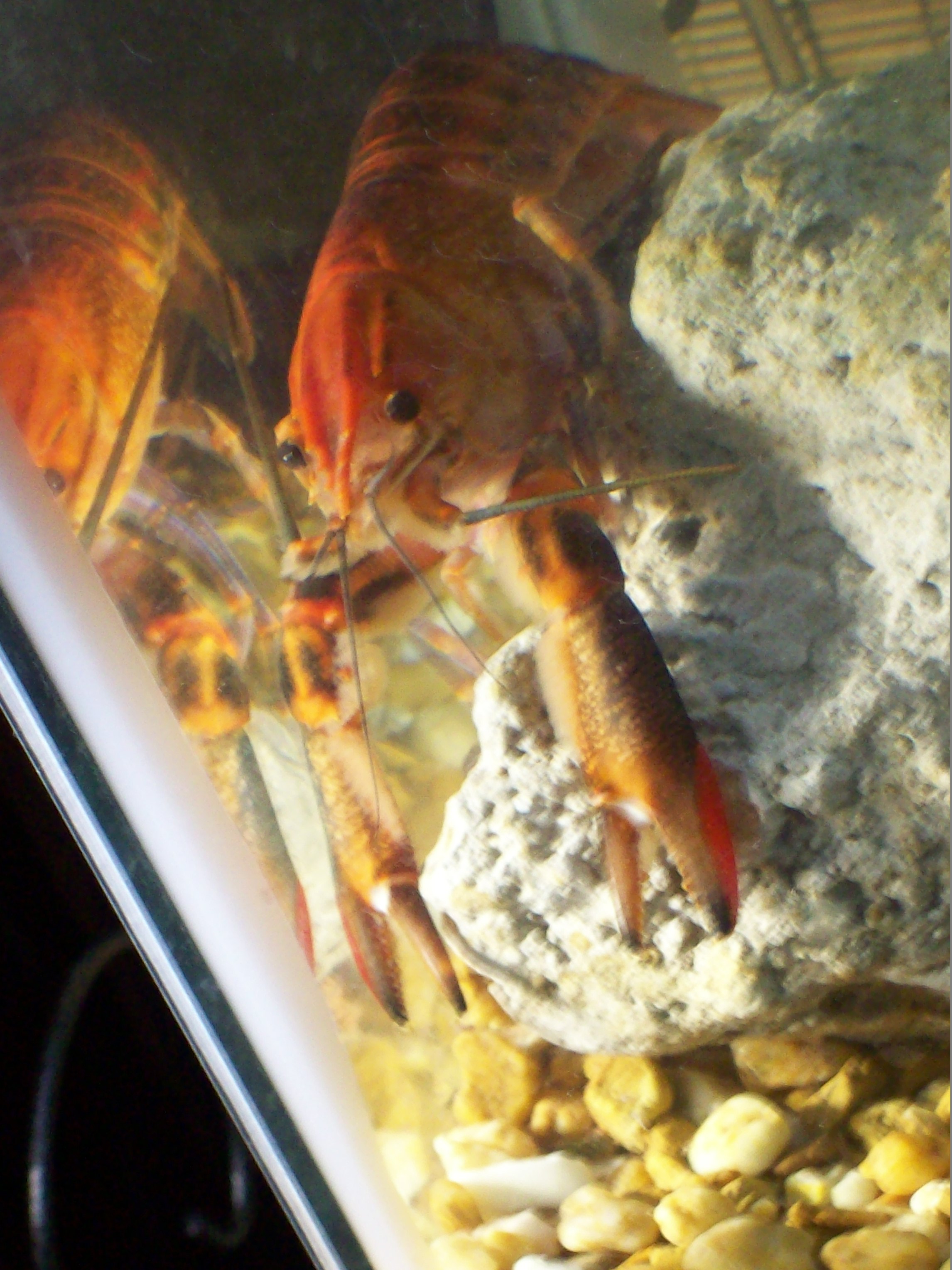 ORANGE REDCLAW CRAYFISH 038.JPG