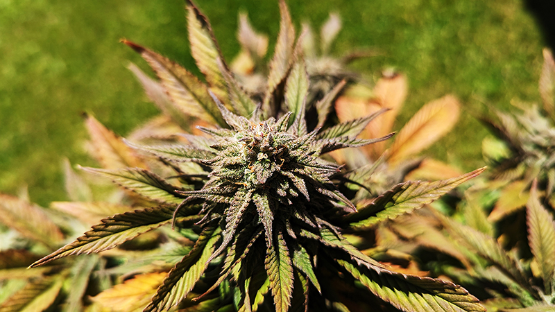 orange_bud_closeup.jpg