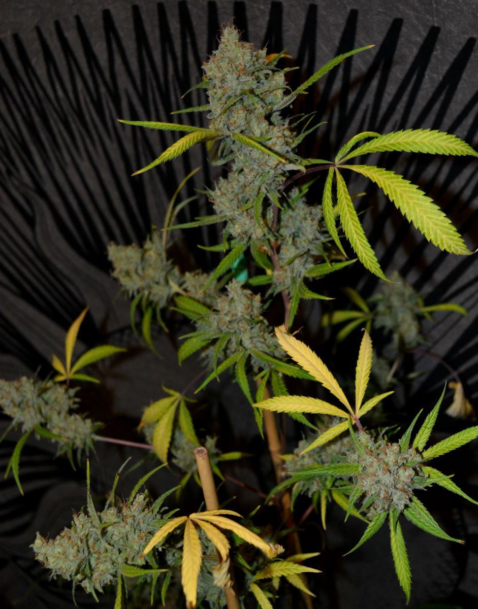 osssh---oldsogs-super-silver-haze---clone-only.jpg