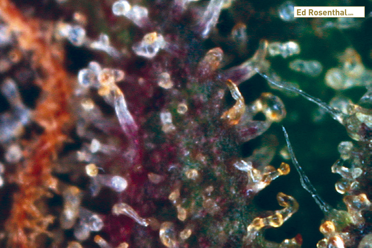 overripe-cannabis-trichomes_2_ed_rosenthal.jpg