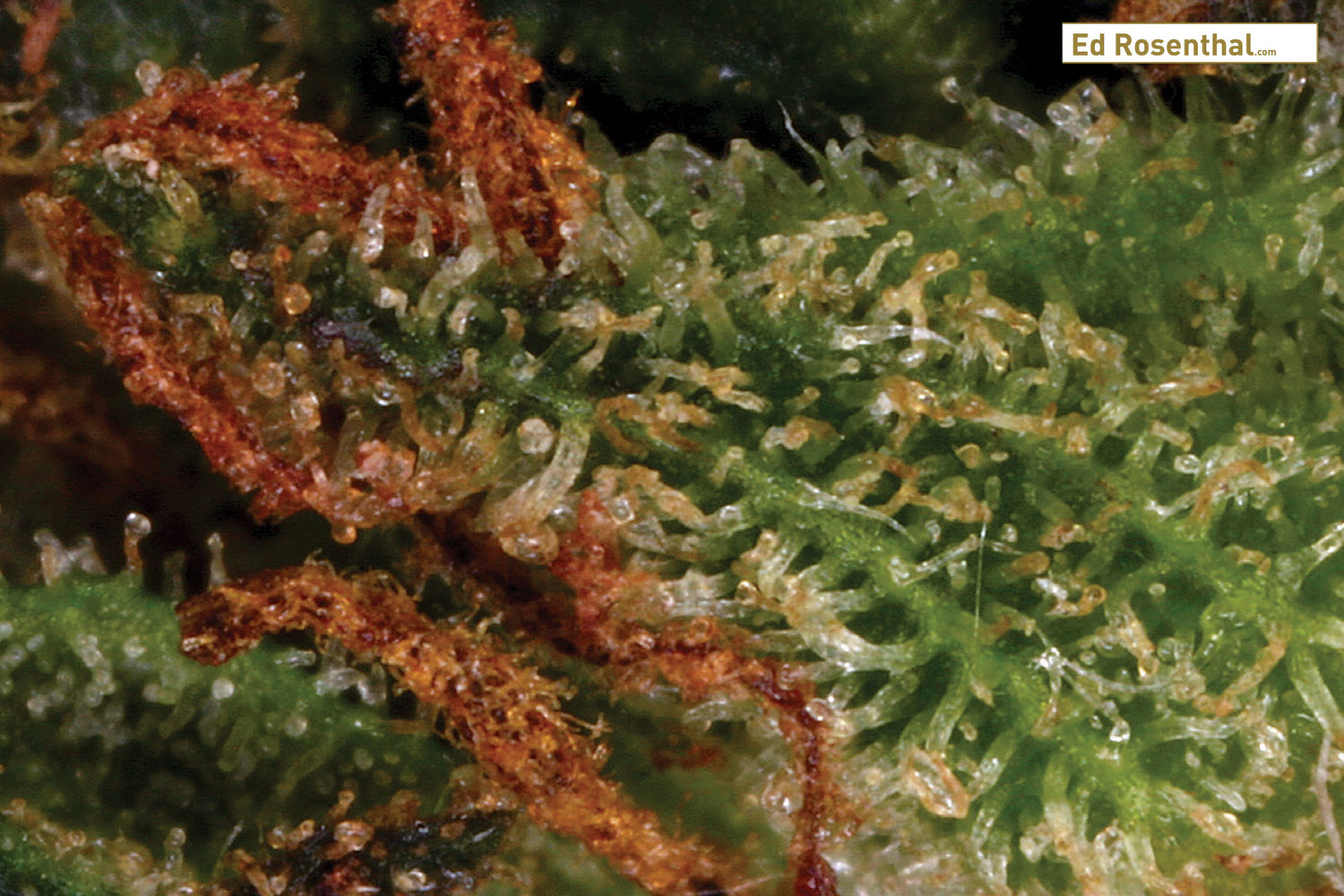 overripe-cannabis-trichomes_ed_rosenthal.jpg