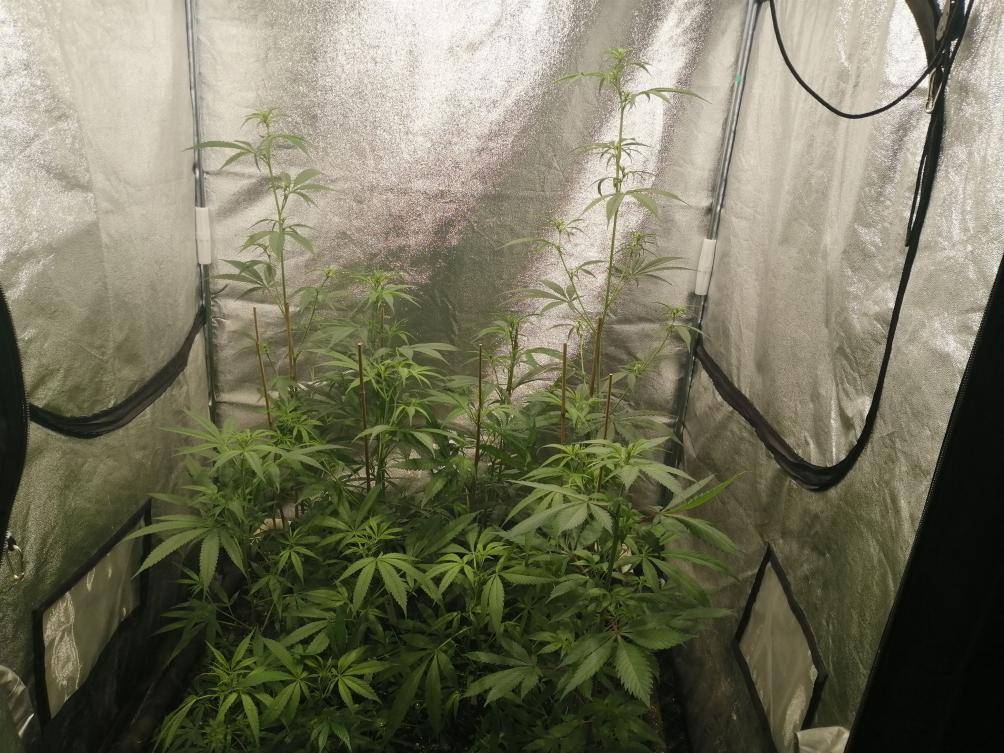 Maha's Girls in Limey's Bed | International Cannagraphic Magazine Forums