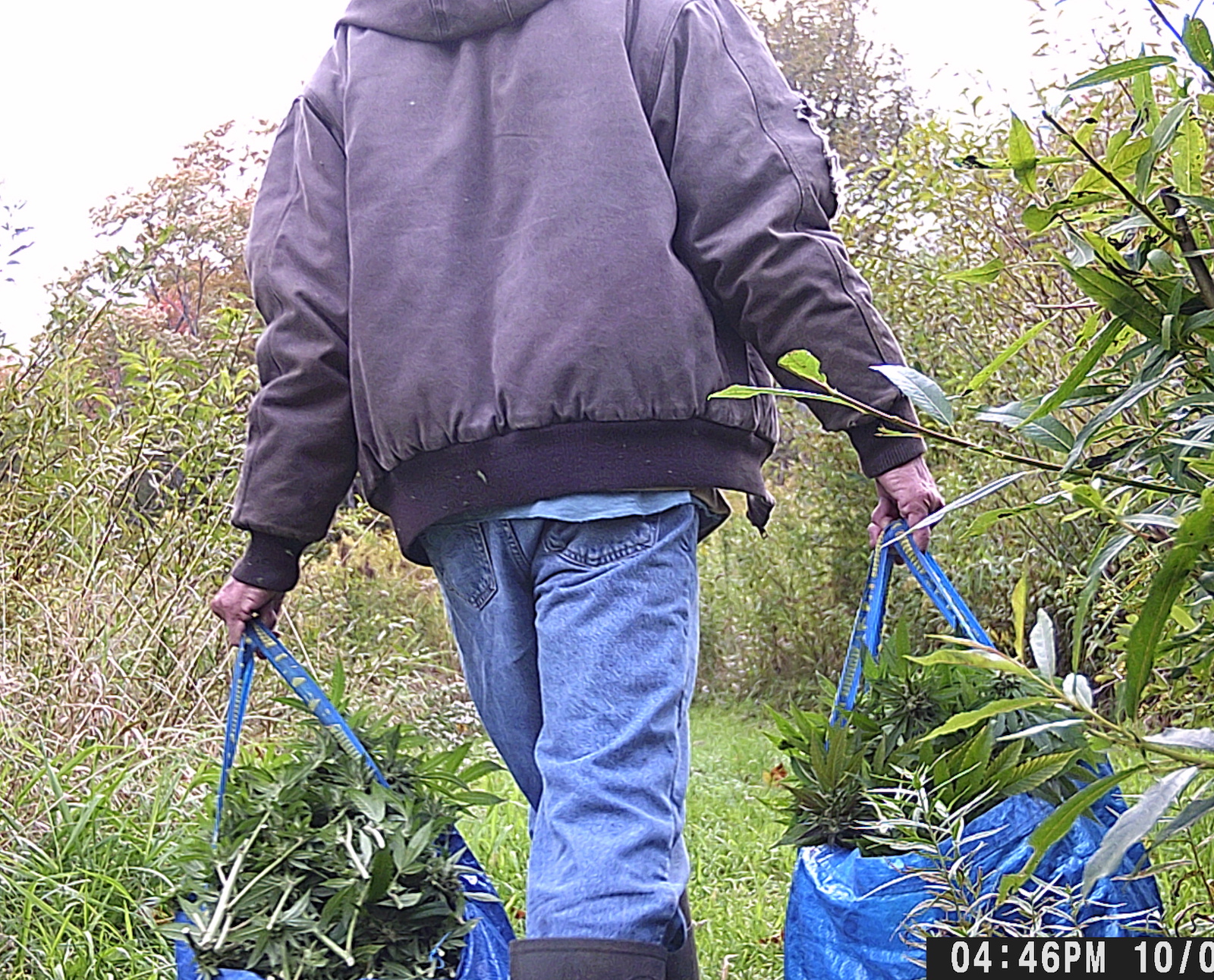 pack mule.jpg